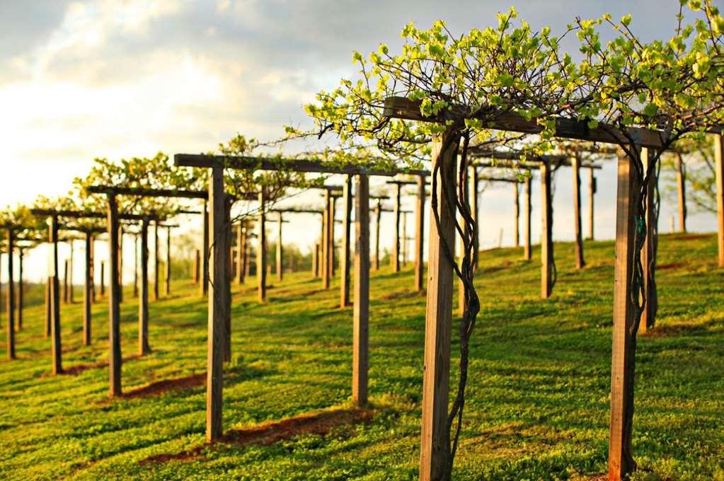 Chateau Elan Winery Braselton Exterior foto